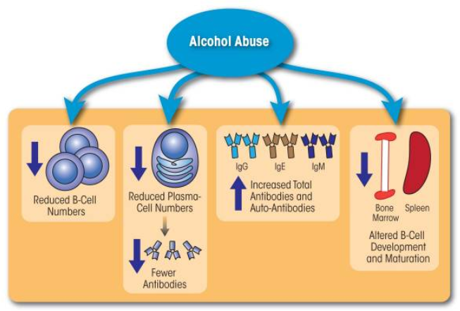 The impact of alcohol consumption on vital processes that lead to cancer development—The hidden dangers of high-functioning alcoholism