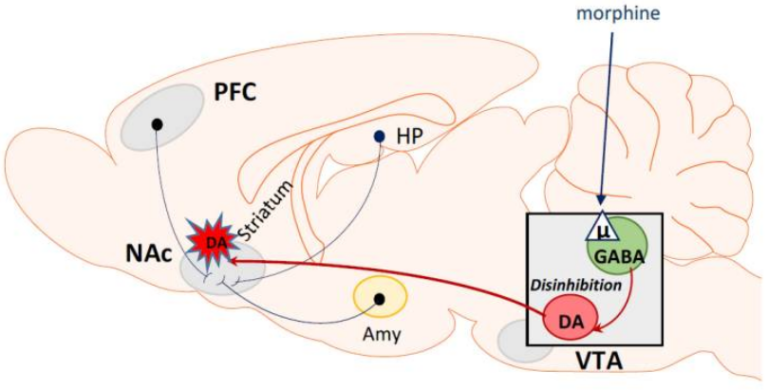 The rewarding effect of morphine associated with stimulation of μ opioid receptors, inhibiting GABA release and disinhibiting dopaminergic neurons in the nucleus accumbens—Why is morphine so addictive? Ardu Recovery Center