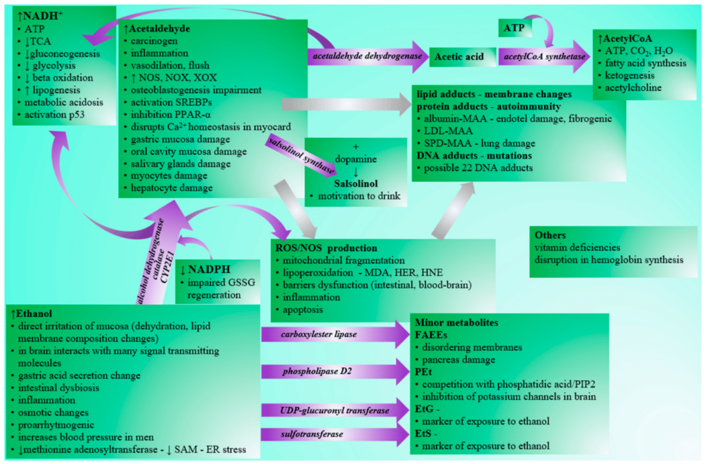 The effects of alcohol and its byproducts