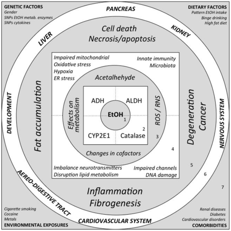 The mechanisms of alcohol-induced toxicity