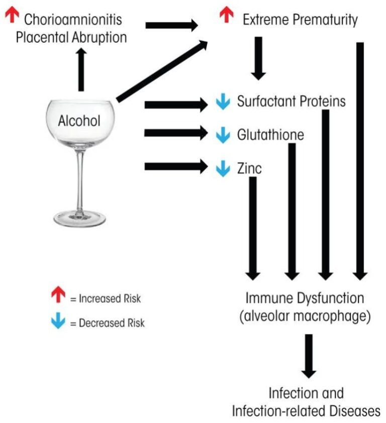 An image showing how alcohol negatively impacts the immune system of the developing fetus in prenatal alcohol exposure